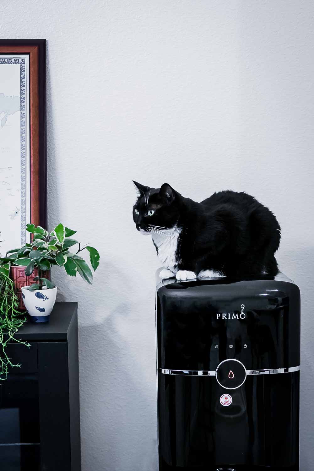 一只黑猫坐在高级家用饮水机上